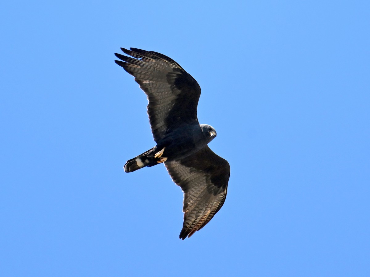 Zone-tailed Hawk - ML659130701