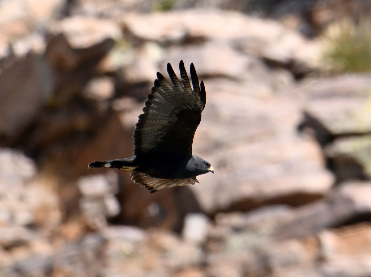 Zone-tailed Hawk - ML659130710