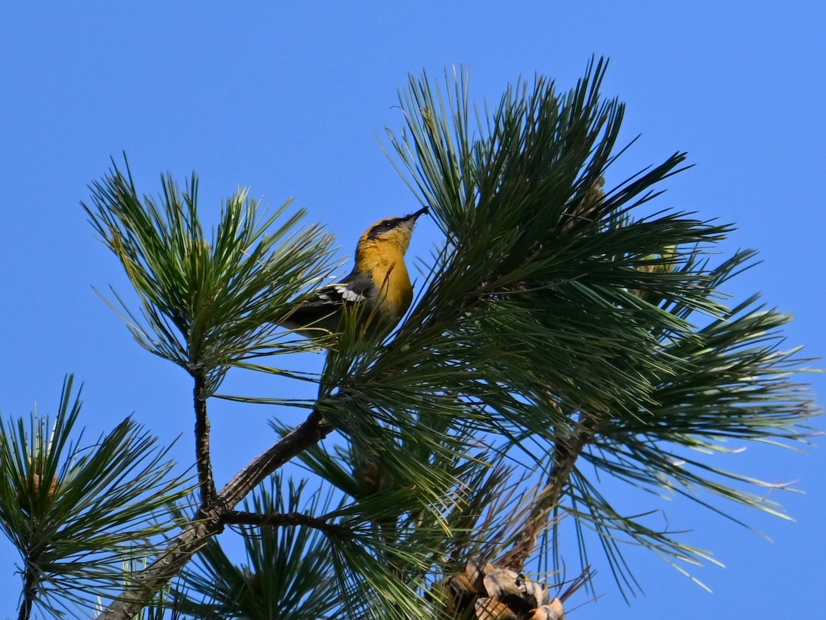 Olive Warbler - ML659130858