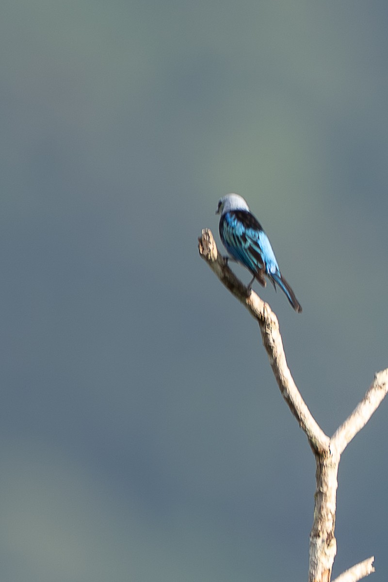Masked Tanager - Stilpnia nigrocincta - Media Search - Macaulay Library ...