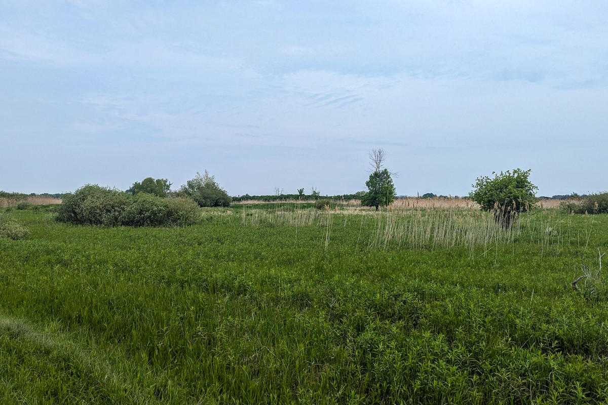 null - ML659132537