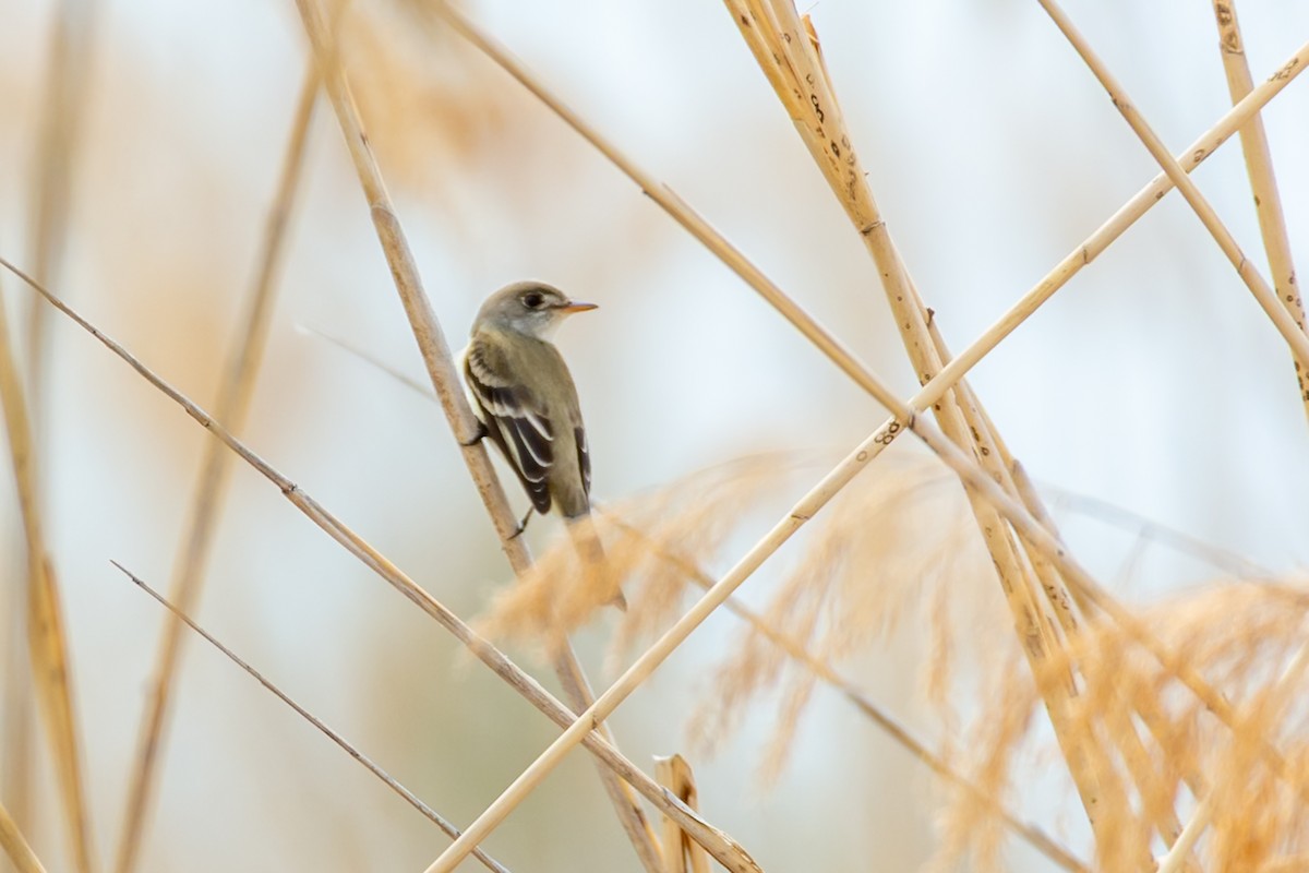 Willow Flycatcher - ML659132563