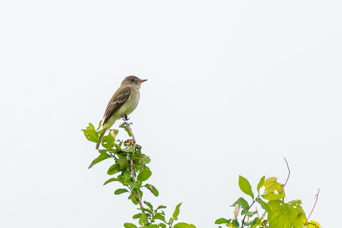 Willow Flycatcher - ML659132564