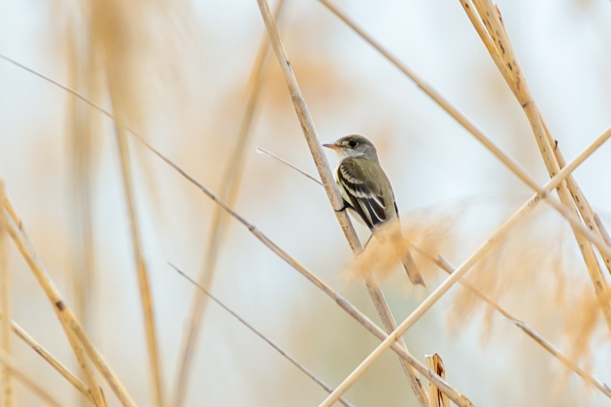Willow Flycatcher - ML659132565