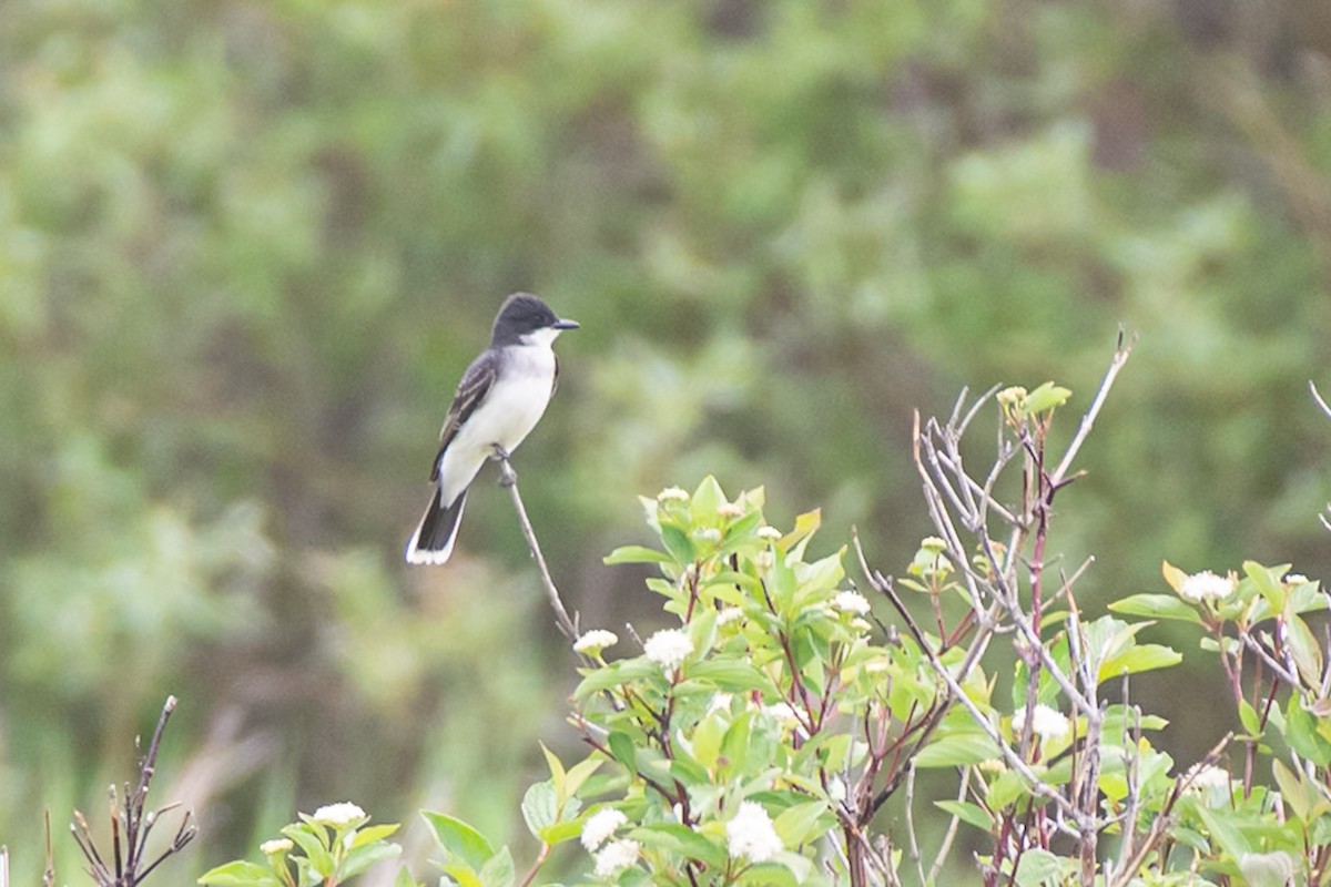 Eastern Kingbird - ML659132568