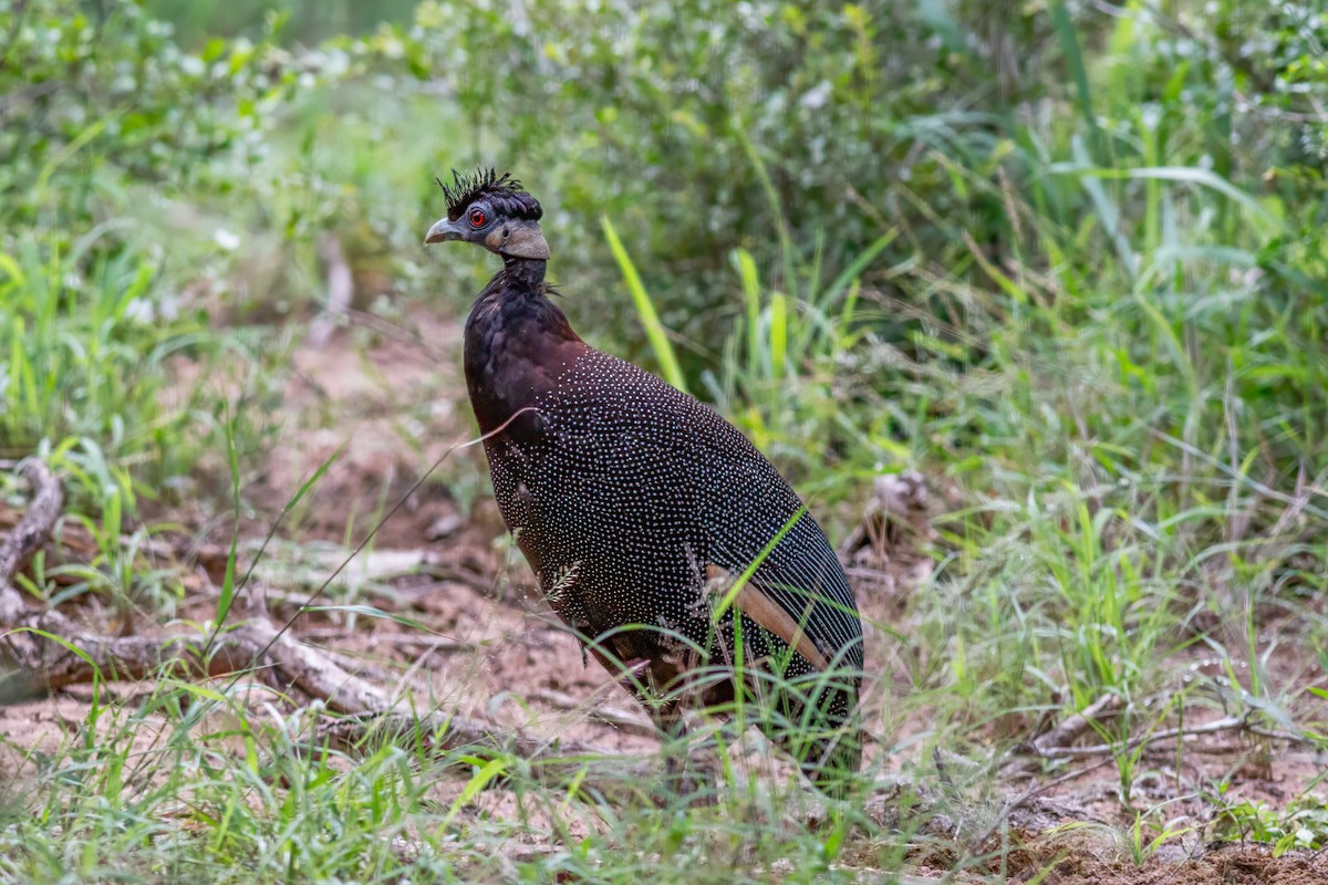 Southern Crested Guineafowl - ML659132666