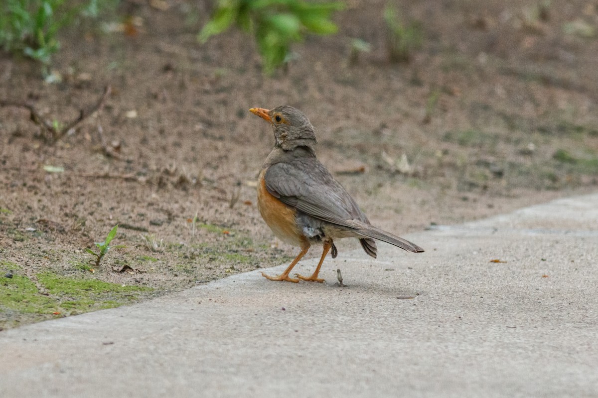 Kurrichane Thrush - ML659132670