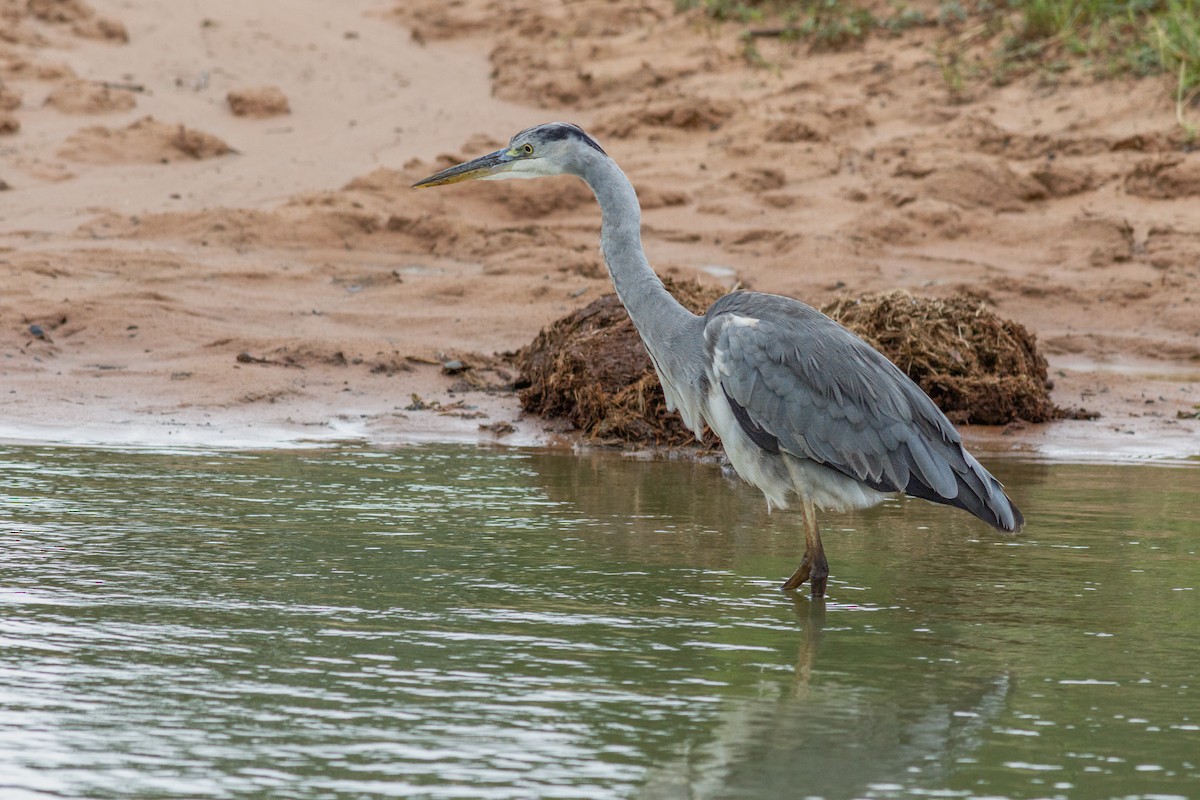 Gray Heron - ML659132682