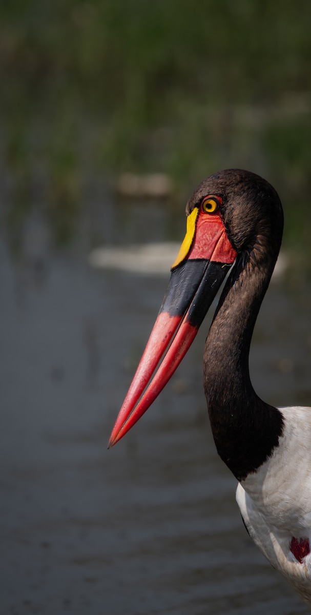 Saddle-billed Stork - ML659132838