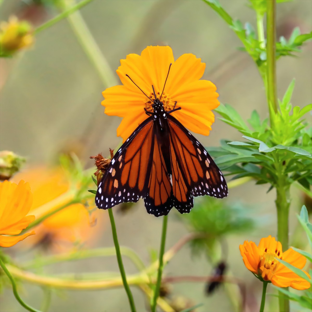 Monarch - ML659132918