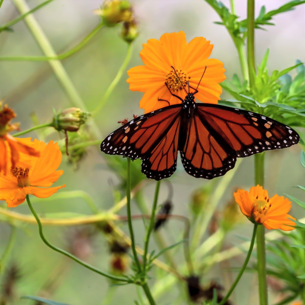 Monarch - ML659132919