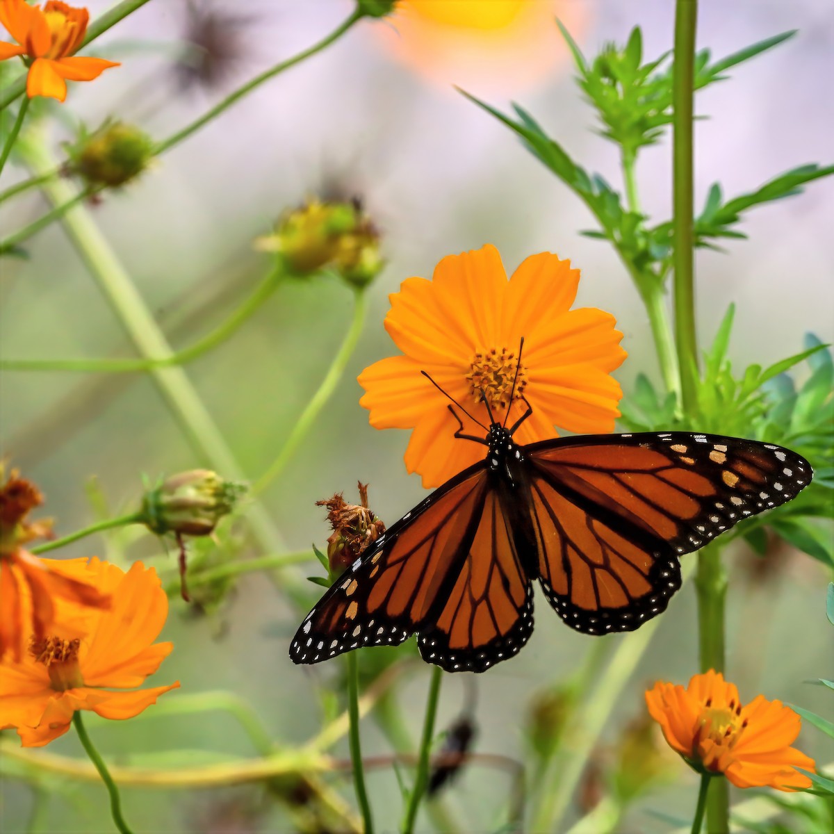 Monarch - ML659132920