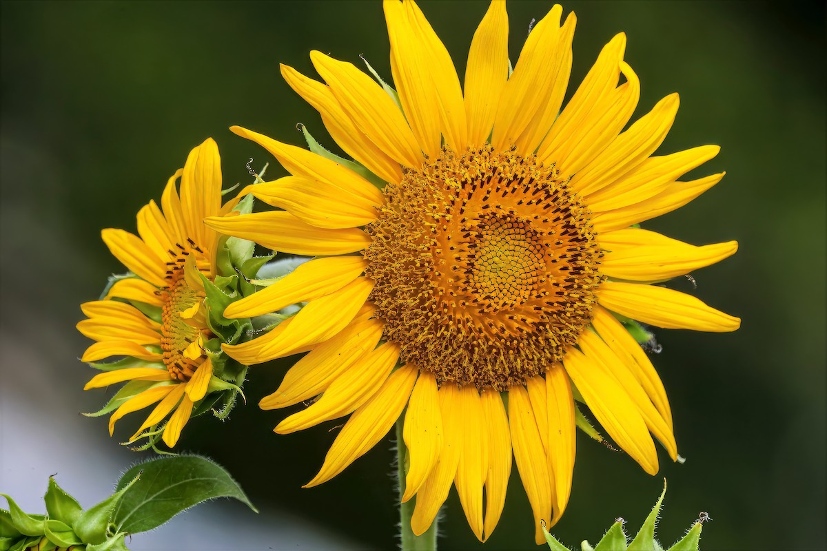 Sunflower Spittlebug - ML659132945