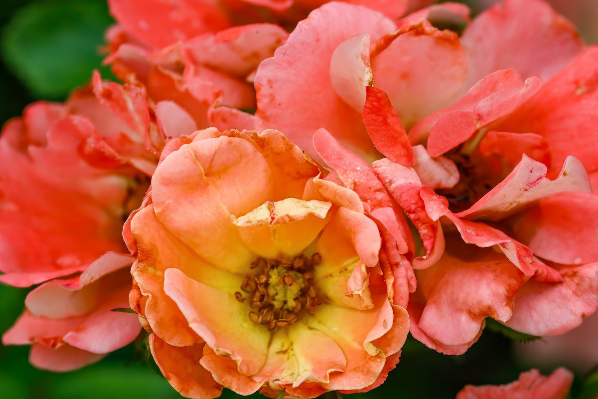 Rose Corbula - ML659132946