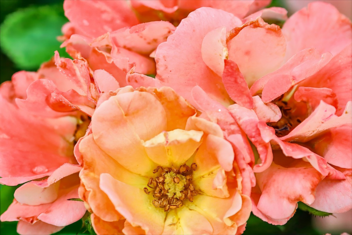 Rose Corbula - ML659132948
