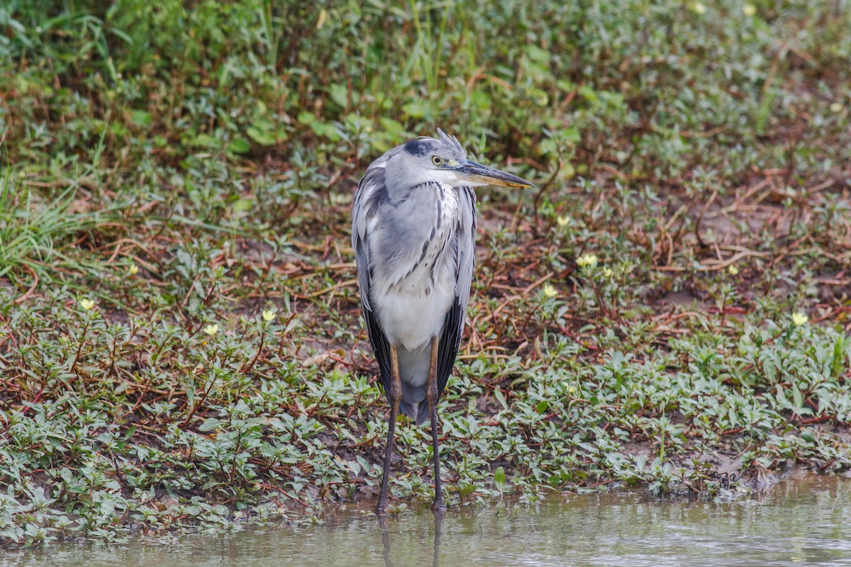 Gray Heron - ML659133010