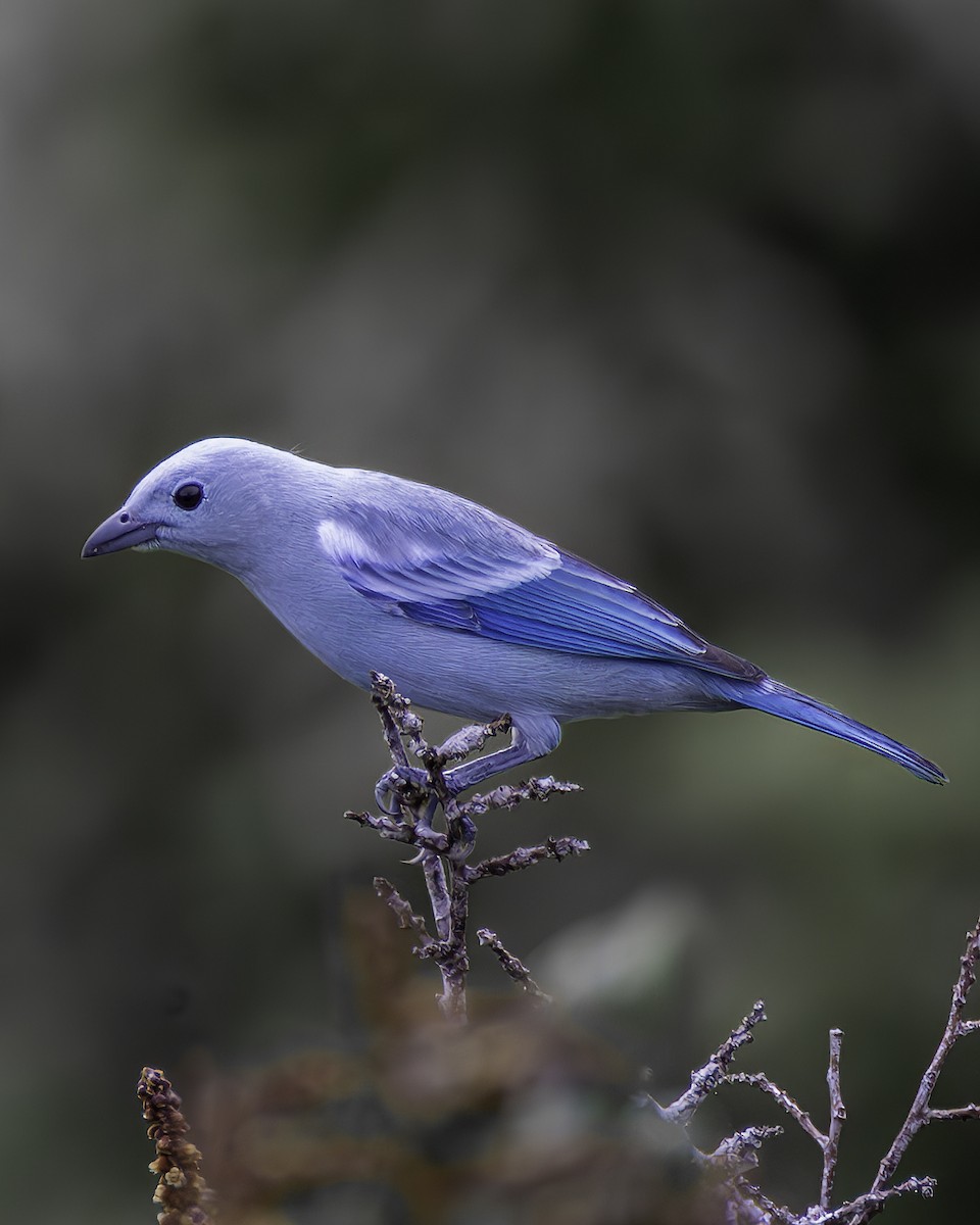 Tangara évêque - ML659133335