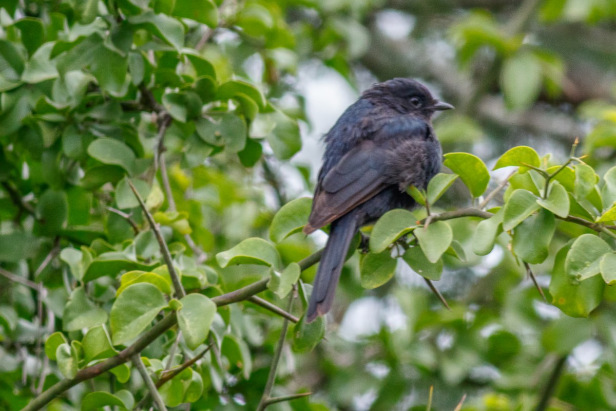 Southern Black-Flycatcher - ML659133713