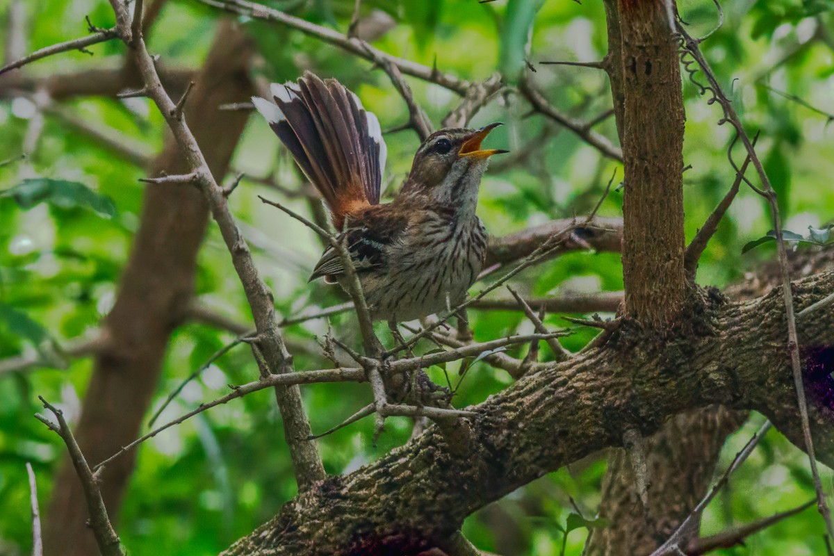White-browed Scrub-Robin (Red-backed) - ML659134025