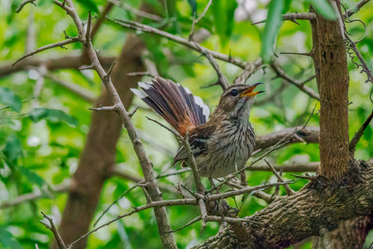 White-browed Scrub-Robin (Red-backed) - ML659134026