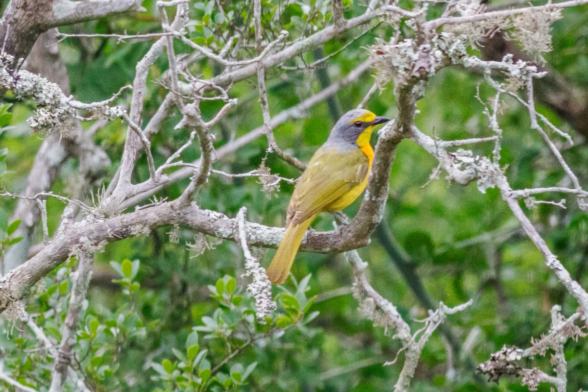 Sulphur-breasted Bushshrike - ML659134166