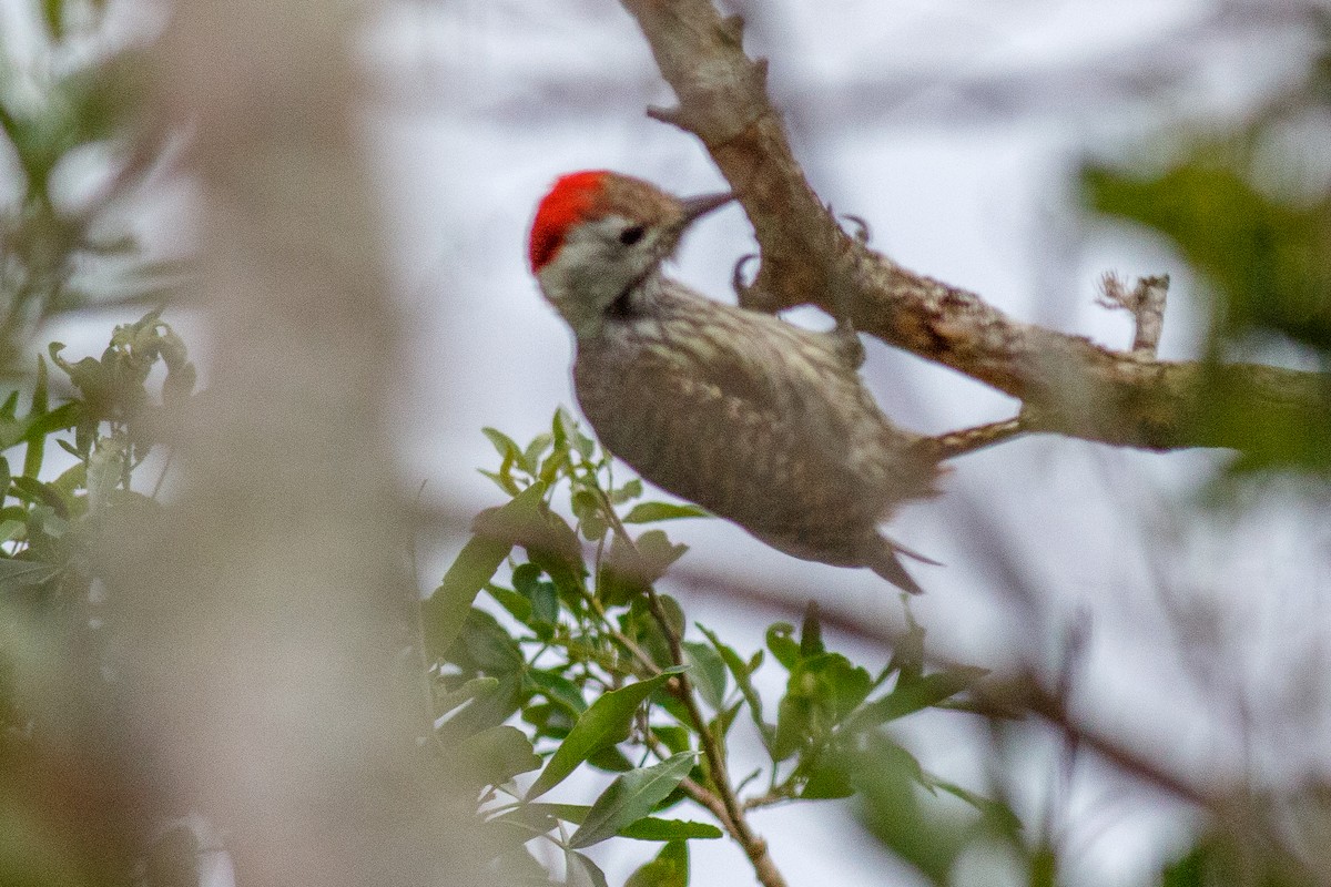 Cardinal Woodpecker - ML659134183