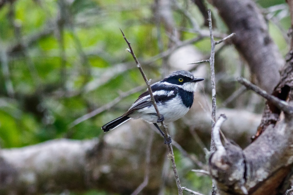 Chinspot Batis - ML659134335