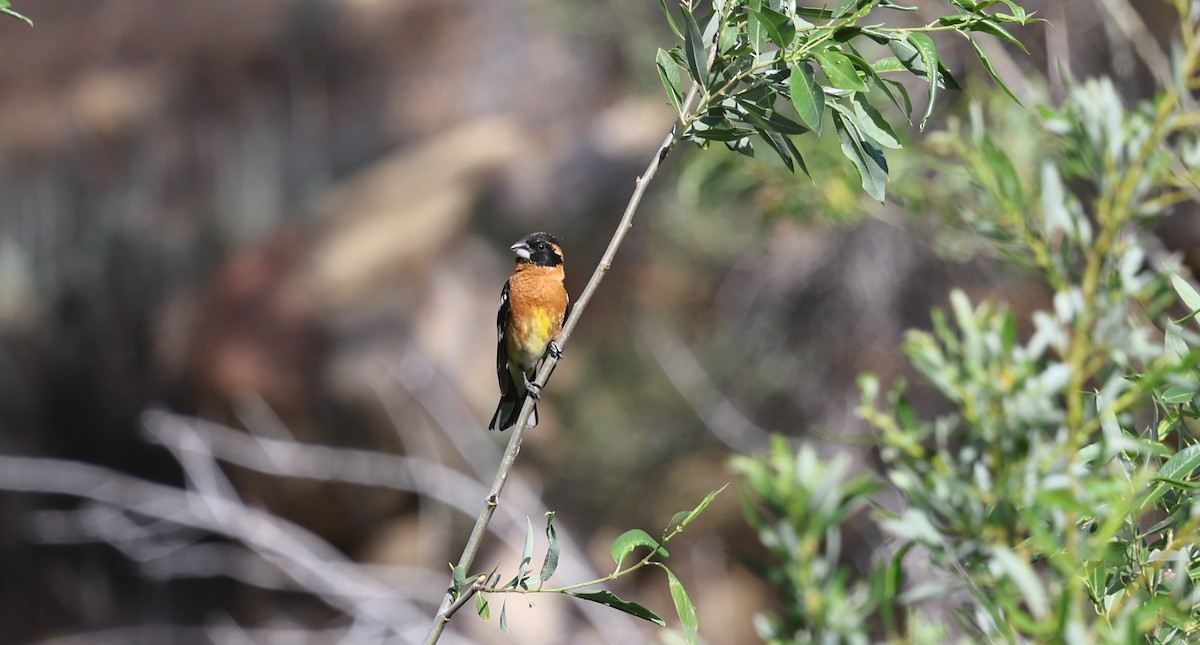Black-headed Grosbeak - ML659134385