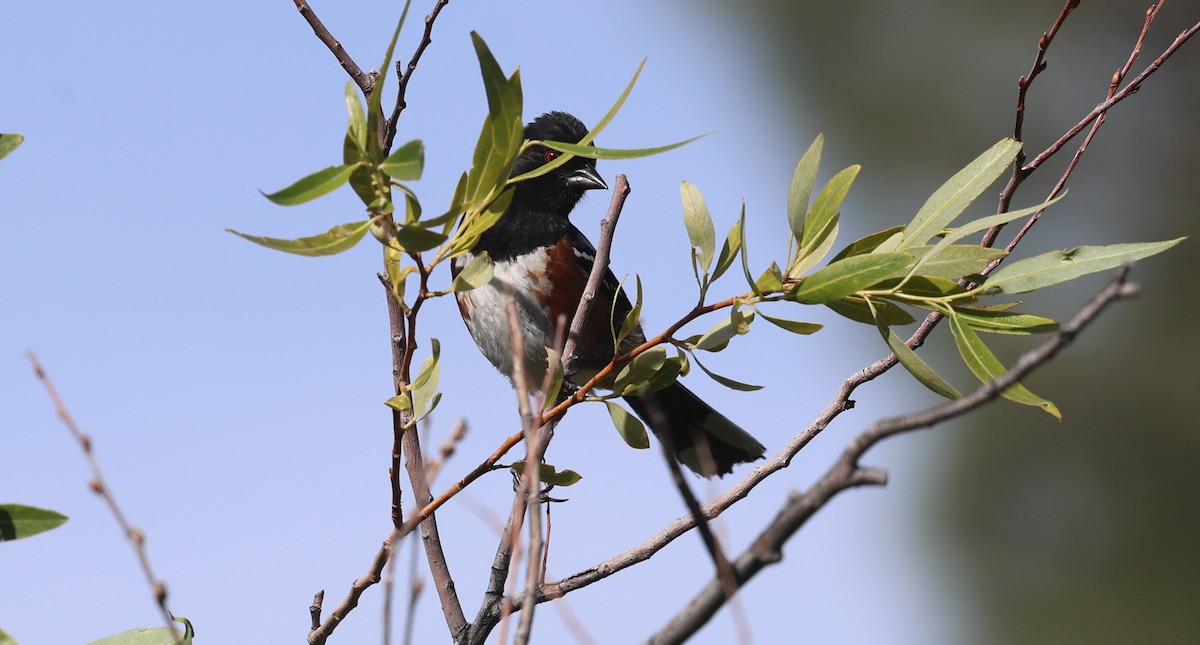 Spotted Towhee - ML659134396