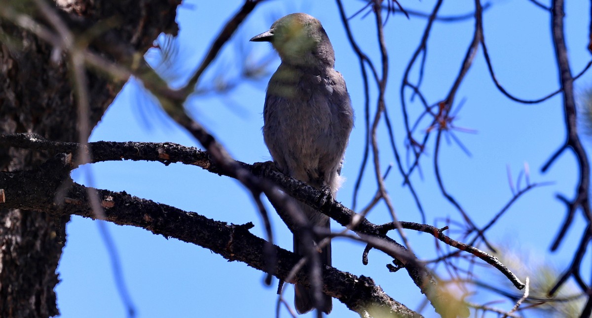 Pinyon Jay - ML659134427
