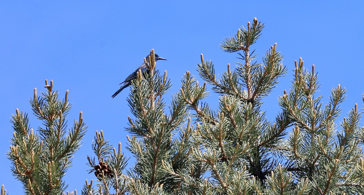 Pinyon Jay - ML659134428