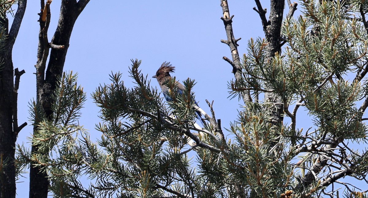 Steller's Jay - ML659134440