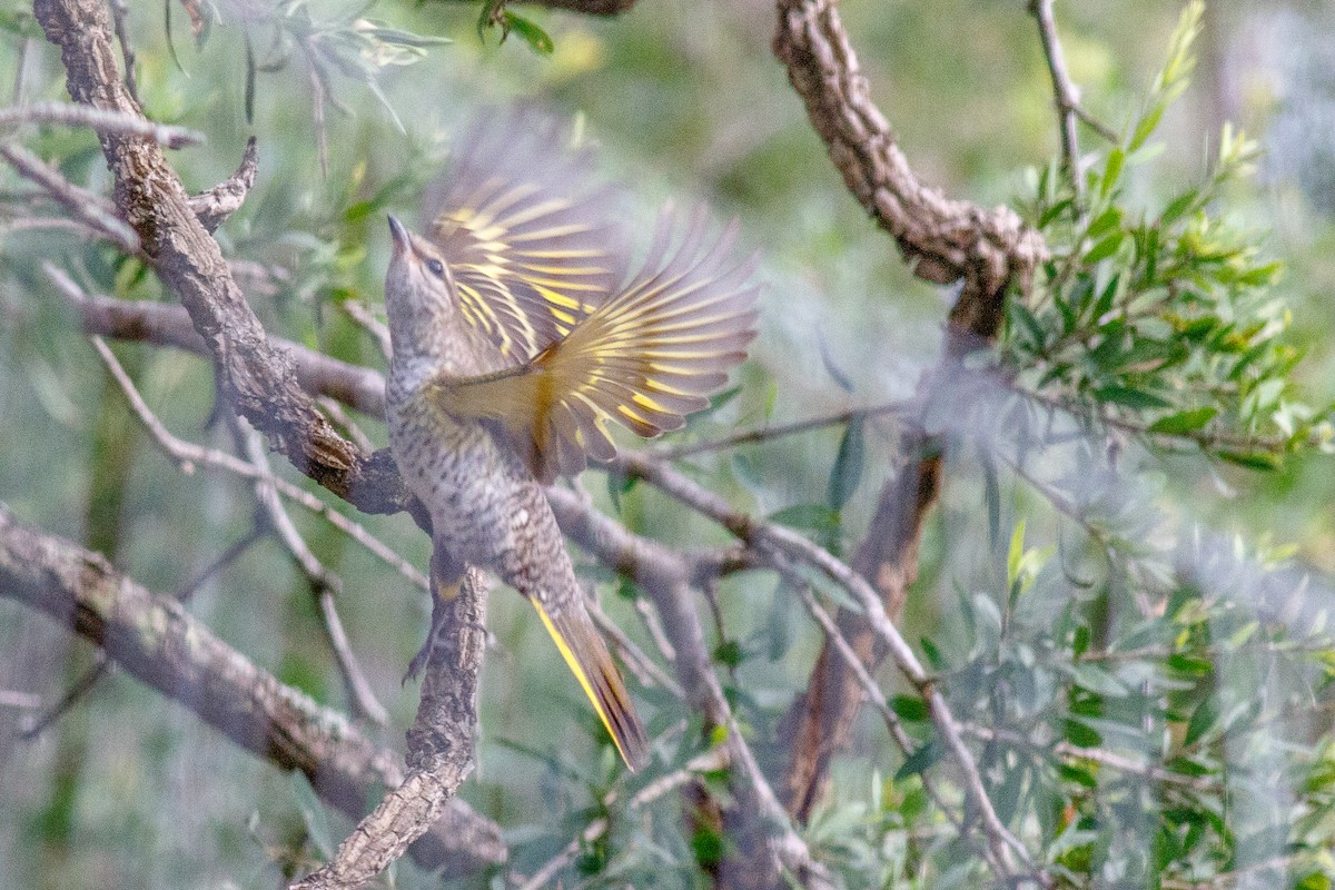 Black Cuckooshrike - ML659134500