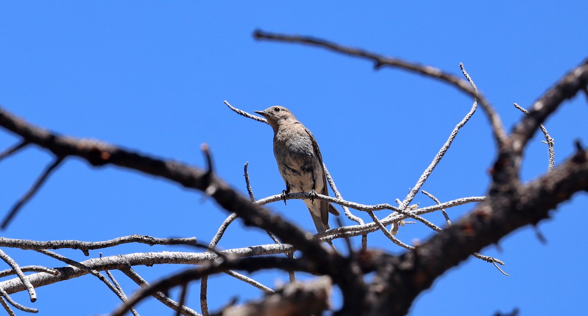 Mountain Bluebird - ML659134512
