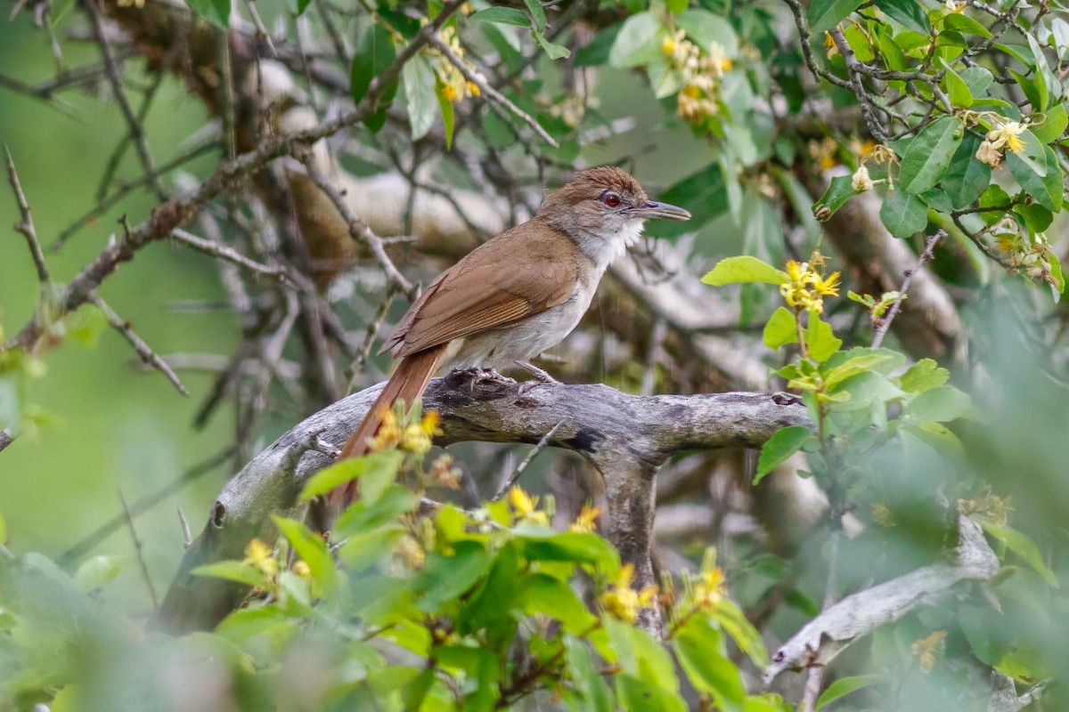 Terrestrial Brownbul - ML659134620
