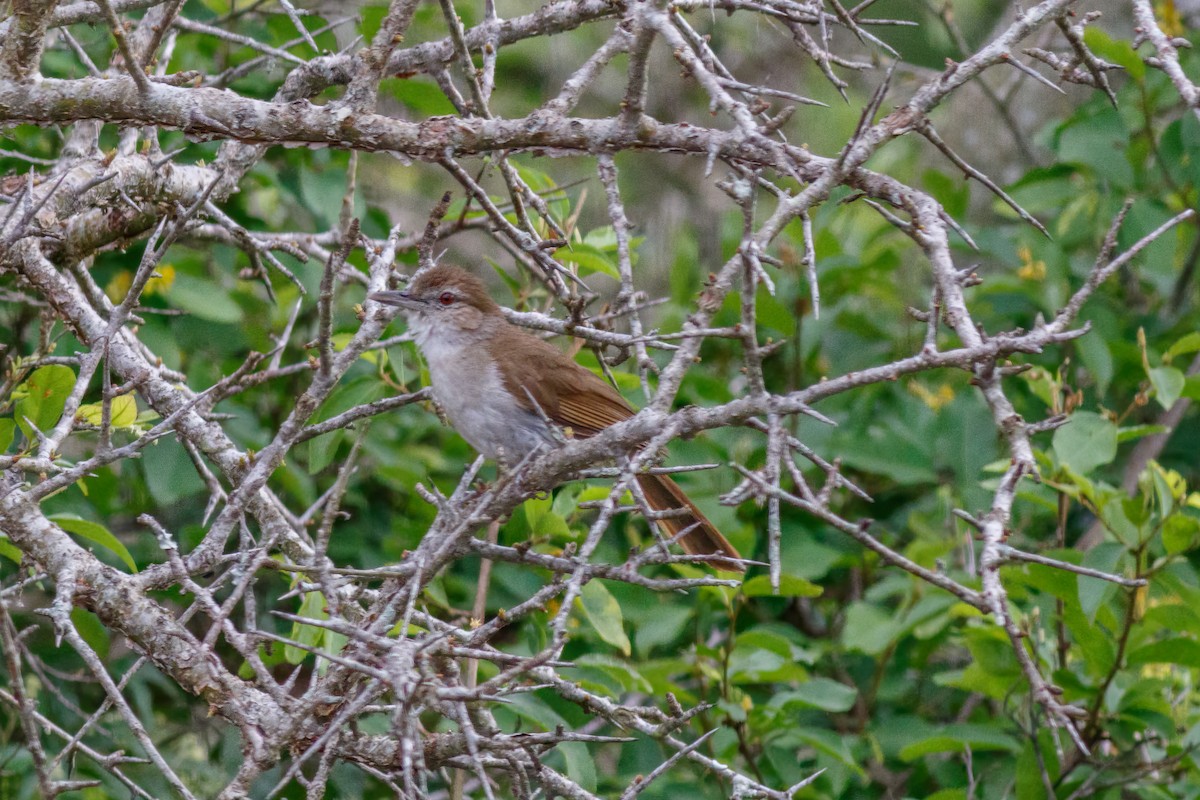 Terrestrial Brownbul - ML659134622