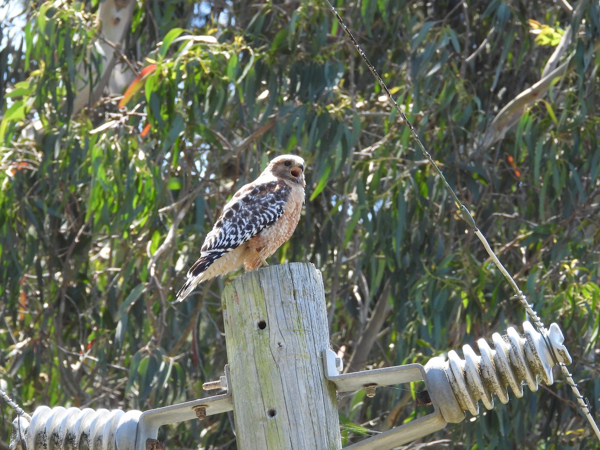 Red-shouldered Hawk - ML659134628