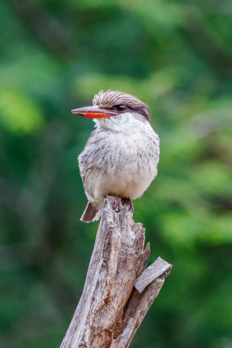 Striped Kingfisher - ML659134652