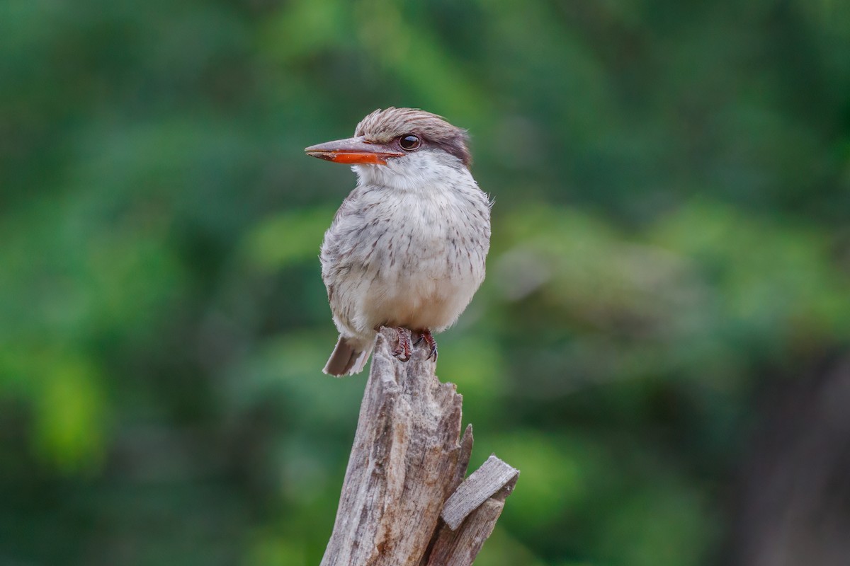 Striped Kingfisher - ML659134653