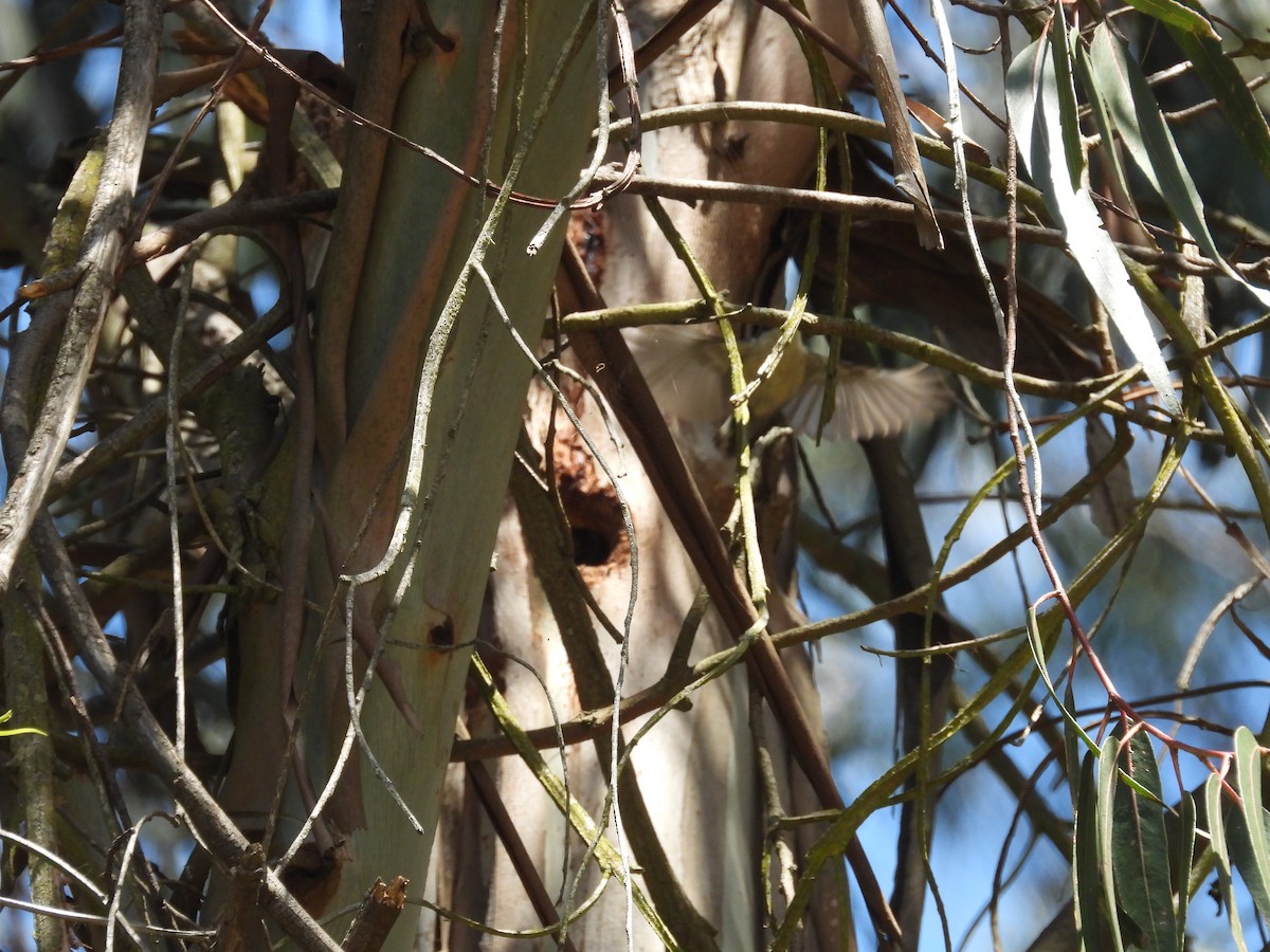 Pygmy Nuthatch - ML659134688