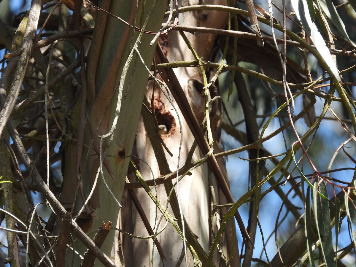Pygmy Nuthatch - ML659134689