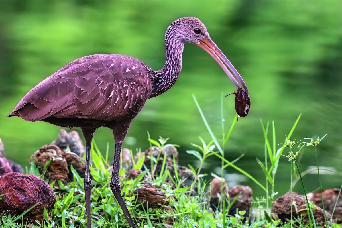 Limpkin - ML659135141