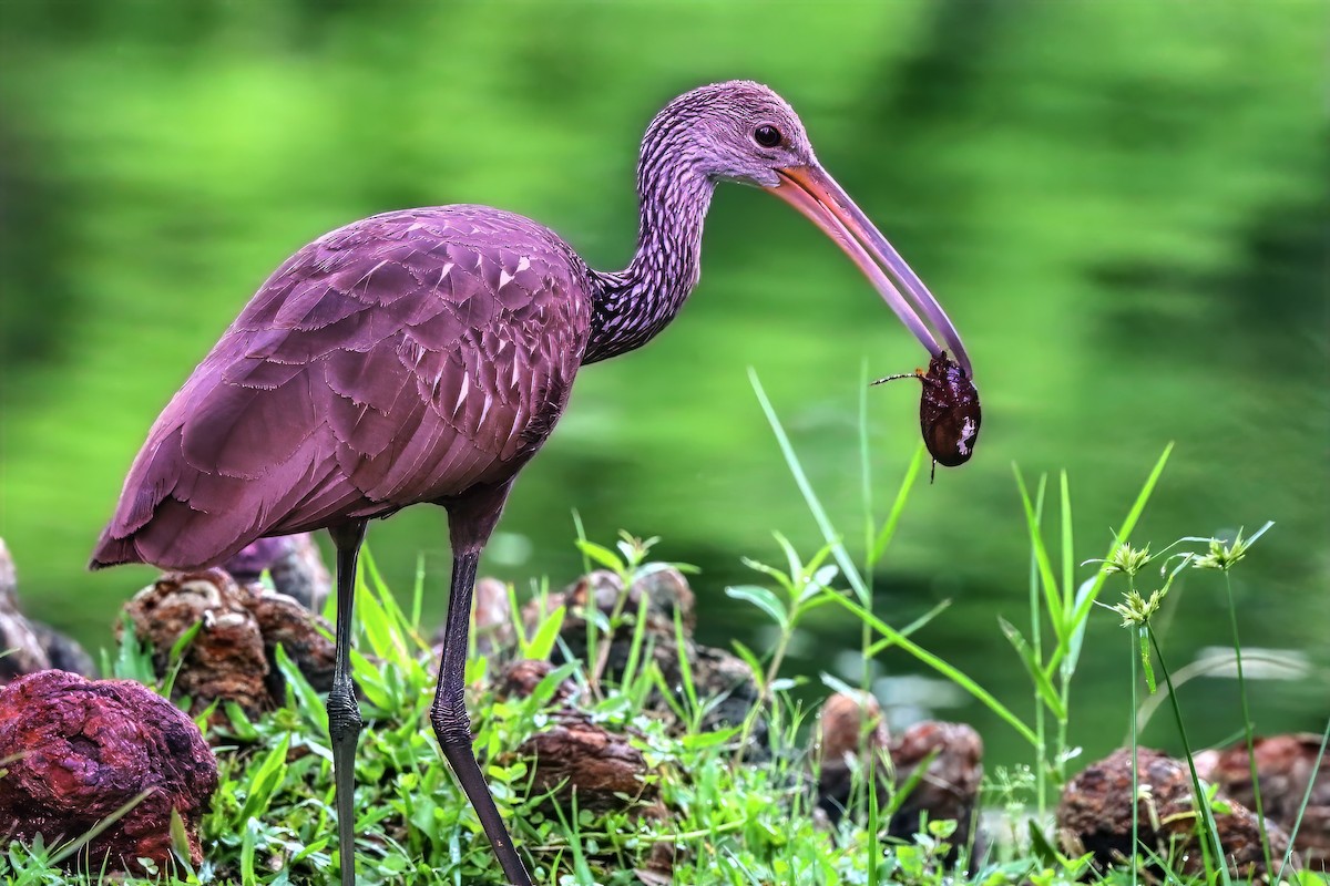Limpkin - ML659135142