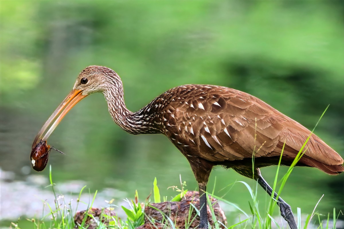 Limpkin - ML659135143