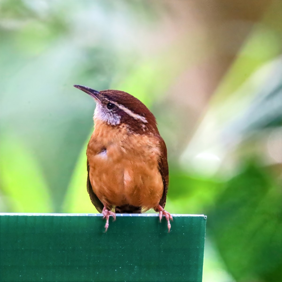 Carolina Wren - ML659135817