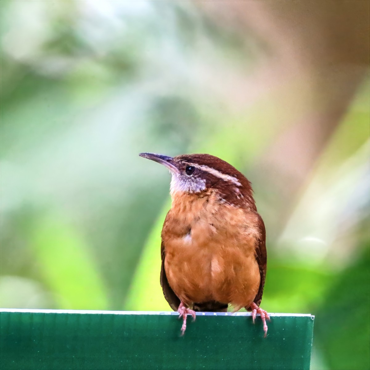 Carolina Wren - ML659135818