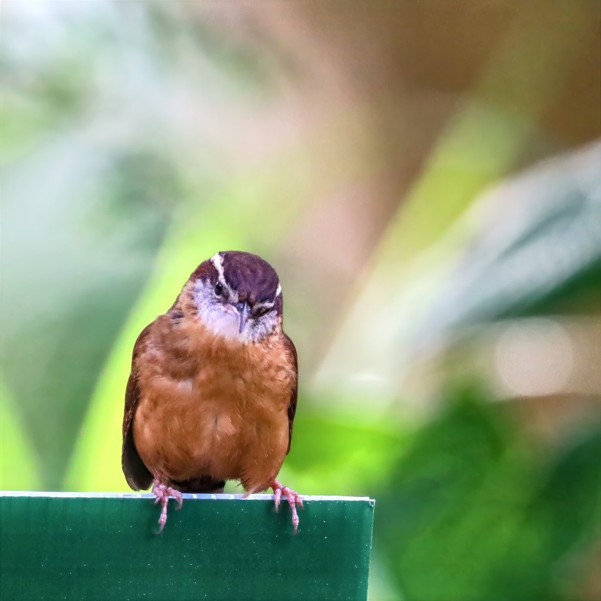Carolina Wren - ML659135820