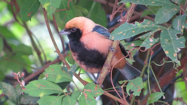 Burnished-buff Tanager - ML659136465