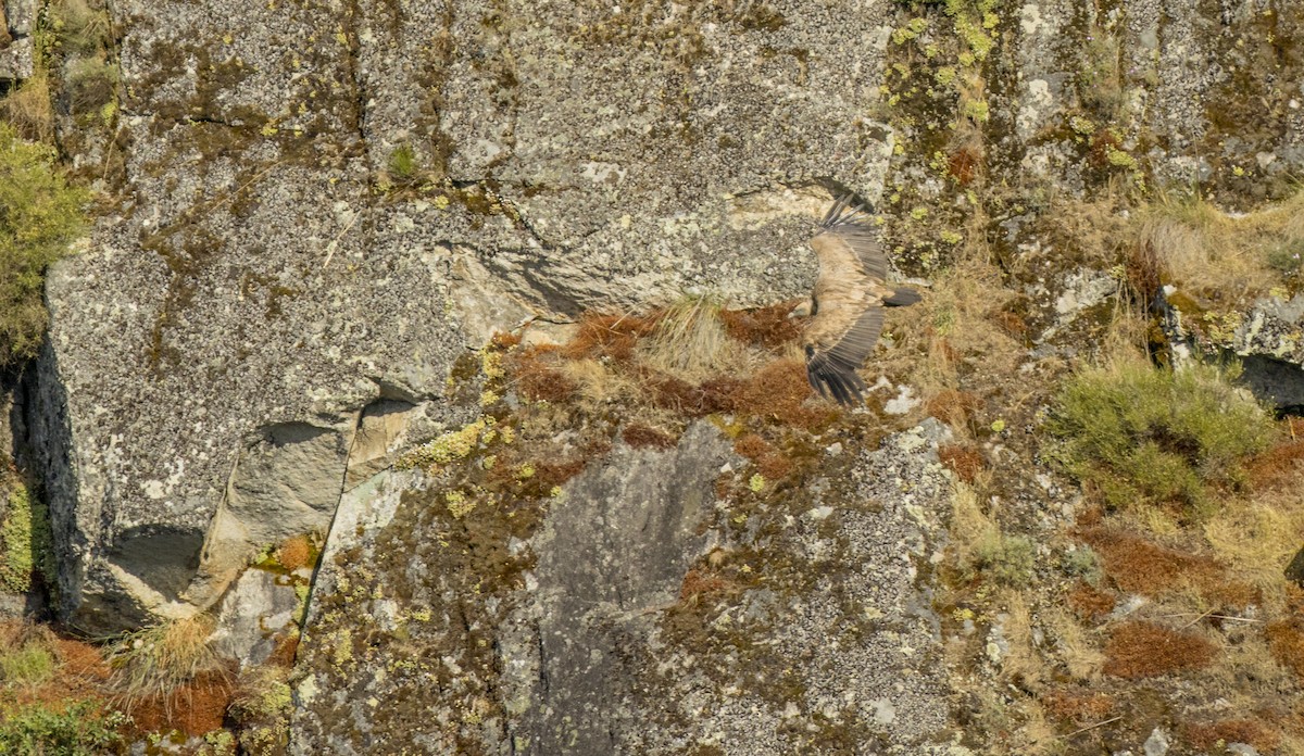 Eurasian Griffon - ML659137856