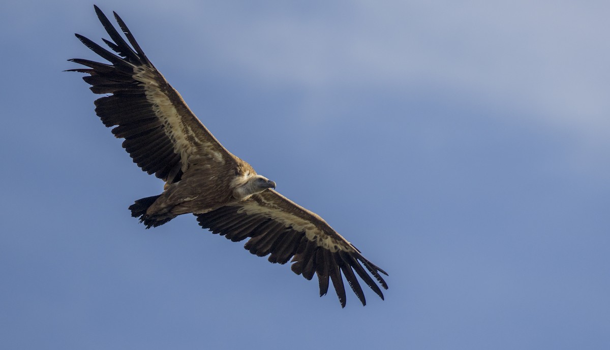 Eurasian Griffon - ML659137857